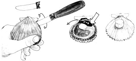 
Opening and cleaning a scallop.
